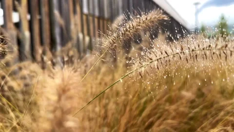 Autumn Dew on Pennisetum Grass in Soft Focus Stock Footage 291312930