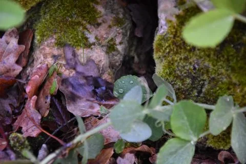 Autumn dew Photos