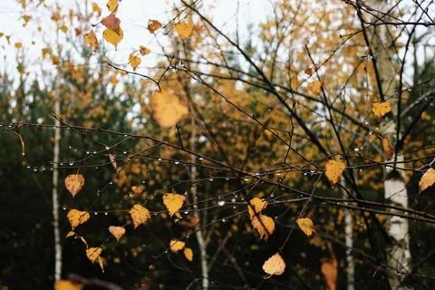 Autumn Dew Fotos de archivo