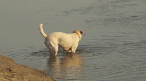 Autumn, dog playing in the river Stockbeeldmateriaal 43948908