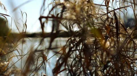 Autumn dolly 001 Stock Footage 12532380