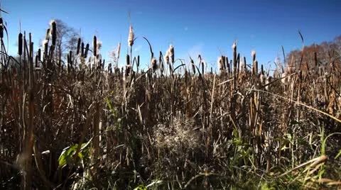 Autumn dolly 004 Stock Footage 12532387