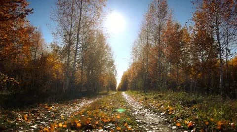 Autumn dolly 005 Stock Footage