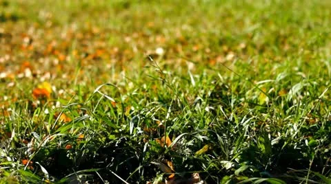 Autumn dolly 014 Stock Footage