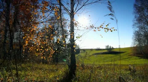 Autumn dolly 017 Stock Footage 12532637