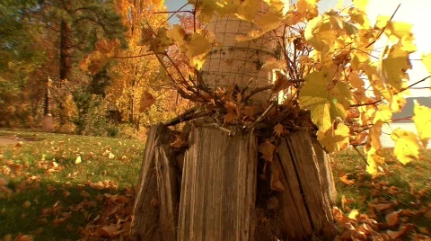 Autumn dolly shot along the ground to reveal lake Stock Footage