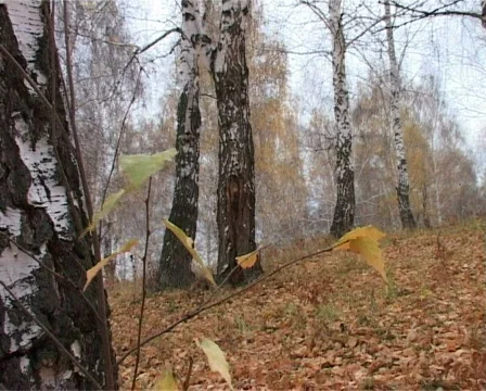 Autumn  down foliage Stock Footage 585083