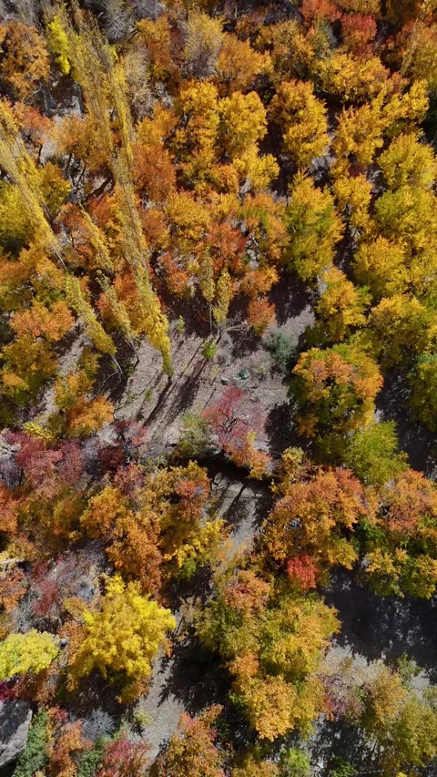 Autumn dreamscape in Kargil from a vertical drone’s eye. Stock Footage 310664703
