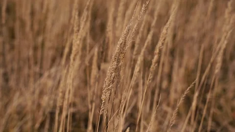 Autumn. Dried hay. Close-up. Video stock 163337894