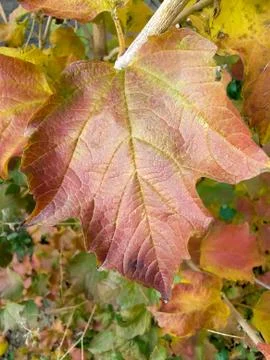 Autumn Dried Leaf Stock Photos