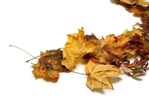 Autumn dried maple leafs. Stock Photos