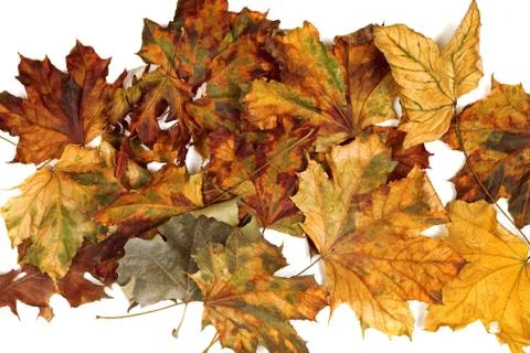 Autumn dried maple leafs Foto stock