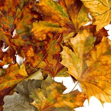 Autumn dried maple leafs Stock Photos