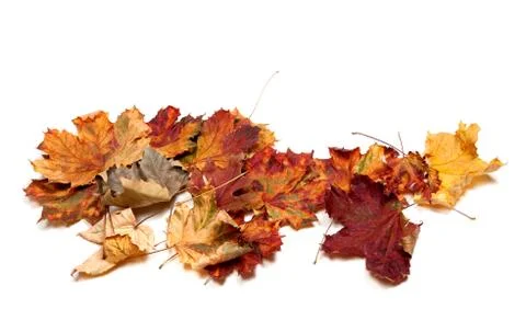 Autumn dried multicolor maple leafs Foto stock