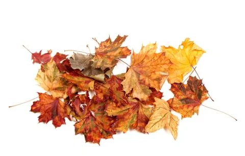 Autumn dried multicolor maple leafs Stock Photos