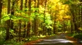autumn drive 04 Vidéos HD