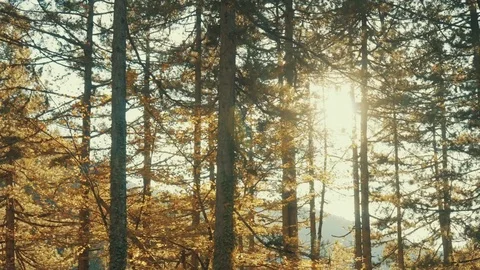 Autumn Drive On Mountain Forest Chasing The Setting Sun Stock Footage 82219126