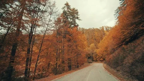 Autumn drive on mountain forest Stock Footage 81655849