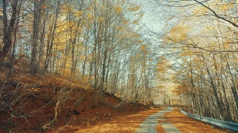 Autumn drive onred leaf paved forest road Stock Footage 82210499