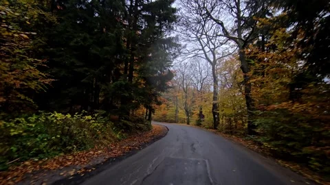 Autumn drive view of a curving mountain road lined with tall trees and scat.. Stock Footage 323790949