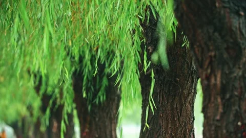 Autumn drizzle - willow trees in the rain Stock Footage 257908507