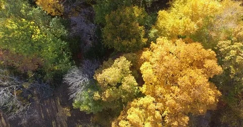 AUTUMN DRONE 4K 1 库存影片 74041568
