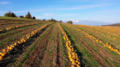 Autumn Drone Over Pumpkin Field – Blue Sky 4K Cinematic Landscape Stock-Footage 320189155