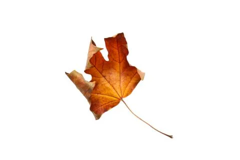 Autumn dry brown maple leaf. maple leaves. Warm colors of Autumn Isolated top Stock Photos