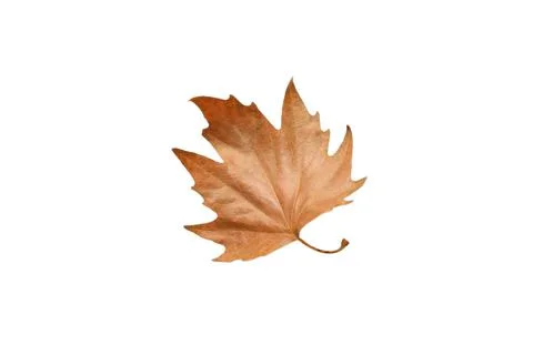 Autumn dry brown maple leaf. maple leaves. Warm colors of Autumn Isolated top Stock Photos