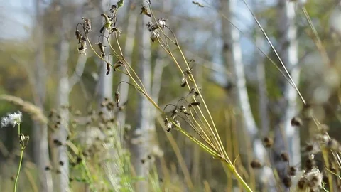 Autumn dry grass in a field in the wind 스톡 동영상 80109681