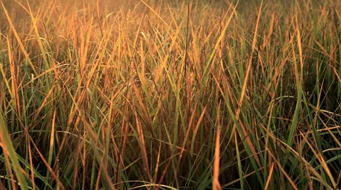 Autumn dry grass pan Stock Footage 34380294