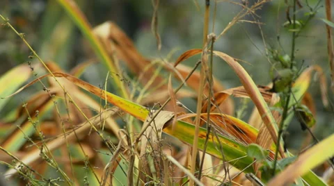 Autumn dry grass sways in wind Stock Footage 58961944