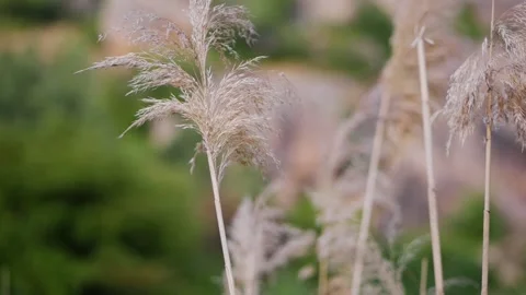 Autumn dry grass sways in wind, lot of dried stems, wild grass Stock Footage 125907932