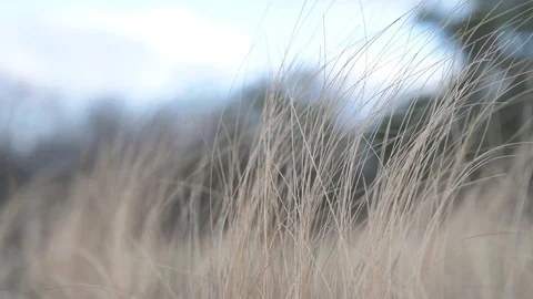 Autumn dry grass sways in wind..wind blows..Dry autumn grass in wind Stock Footage 122941919