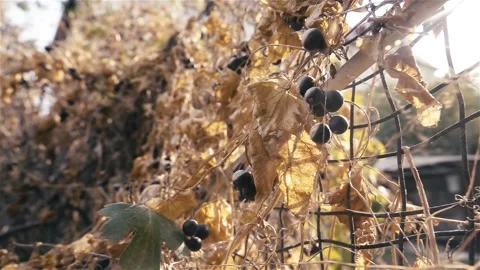 Autumn dry hedge 動画素材 238396908