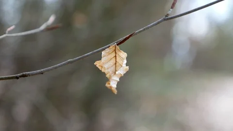 The autumn dry leaf in forest Stock Footage 94983788