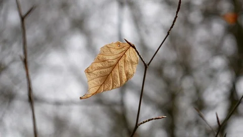 The autumn dry leaf in forest Stock Footage 94983834