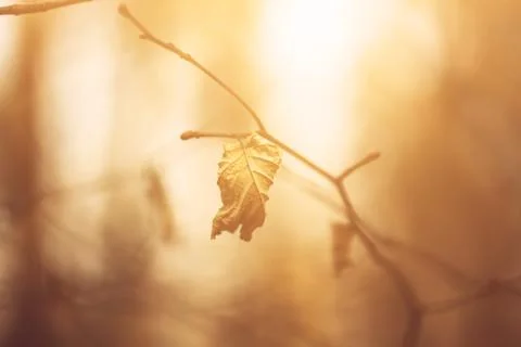 Autumn dry leaf Foto stock