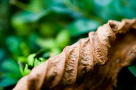 Autumn dry leaf Stock Photos