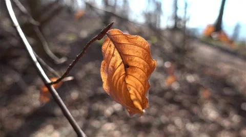 Autumn dry leaf in the wind and passing people Stock Footage 63820361