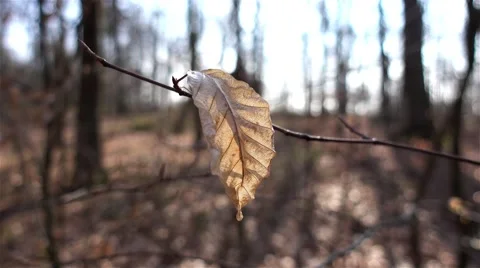 Autumn dry leaf in the wind Stock Footage 63086447