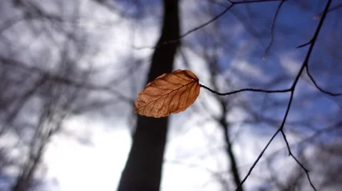 Autumn dry leaf in the wind Stock Footage 63086472