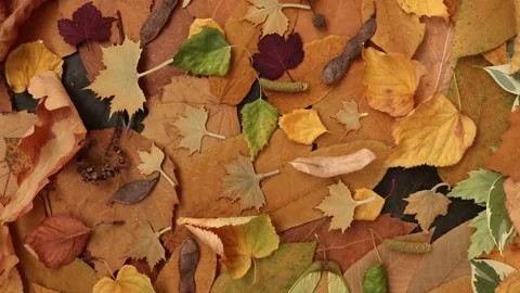 Autumn dry leaves background. Stock Footage 202212502