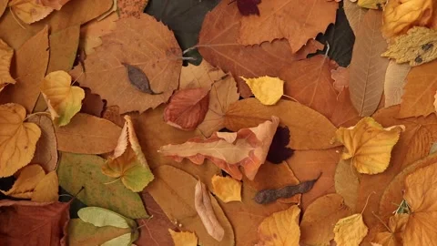 Autumn dry leaves background. Stock Footage 202320201