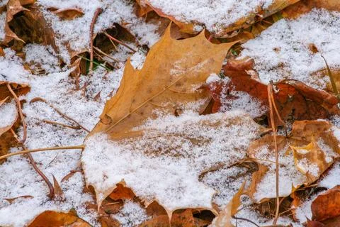 Autumn dry leaves covered with the first snow on the ground. Stock Photos