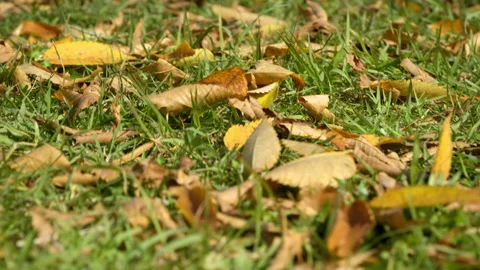 Autumn Dry Leaves Fall Down On The Grassy Ground In The Park. Tracking Shot 動画素材 220756480