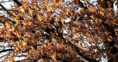 Autumn: dry leaves of an oak tree swing in the wind Stock Footage 104268997