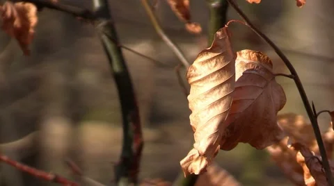 Autumn dry leaves in the wind Stock Footage 47836989