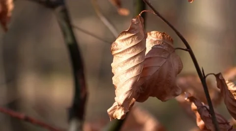 Autumn dry leaves in the wind 库存影片 47837254