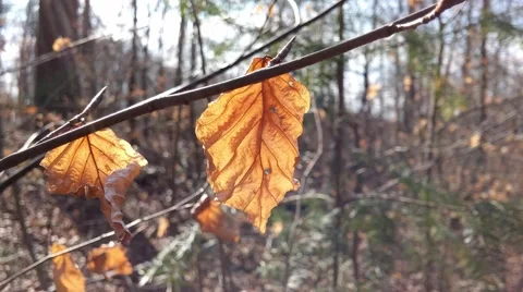 Autumn dry leaves in the wind Stock Footage 48389216